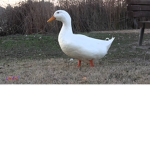 duckie god