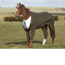 Normal Relaxing Horse Game
