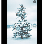 Fluffy trees