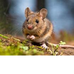 the nice mice gang