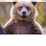 The cult of bear’s