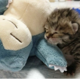 ✧.*