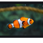 Pigs and fishy’s Unite