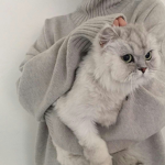 ~kitty ########