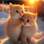 MEOW=)