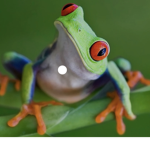 Frog group also must be a frog to join