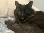 Chilll cats