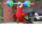 Save the parrot's