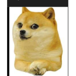 Bienvenido a mundo doge