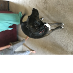Join Group To See Dog Pics