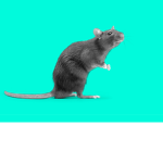 Da rat krew