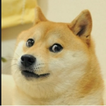 Military doges!!