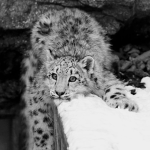 die geile cat