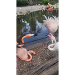 The Bird fan club!