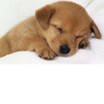puppy and dog ########## the puppies ugly to cute