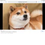 Second Global Doge Federation