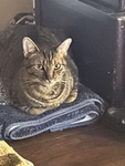 Kittyisme
