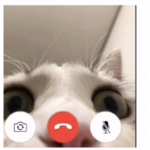 Cats on crack