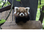 Le groupe des panda roux