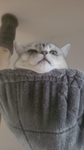 Kittys Freunde