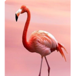 FLAMINGO/ALBERTS FANS ONLY