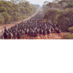 || { Imperial Infantry } ||