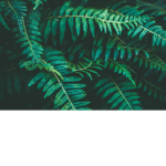 Fern's Bush