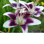 ~FloralLillies~