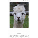 ITS RAINING LLAMAS AND PENGUINS
