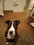 My dog: chopper