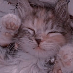 Kitten <3 s