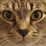 Omega Cat Cult