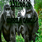Gorilla Gangツ