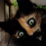 CrazyKat Squad!