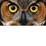 Barn Owl's United