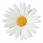 Daisy Airlines™