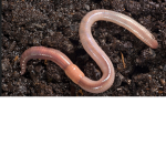 Da EarthWorm Kingdom