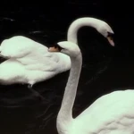 aesthetique_ Group Thumbnail