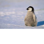 Penguin Army!!