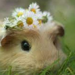 🌼