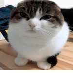 Catrooms