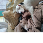 Doggo friend's only