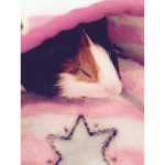 Guinea pig group!!