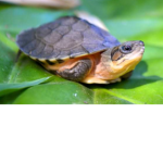 Freedom Turtles