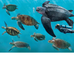 Save the ocean today!