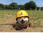Doges of legend solider