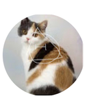 Calico-therian8:( fan group