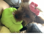 Doggies are cuteness overload for us