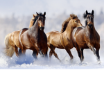 🐴❤️Horse fan group ❤️🐴