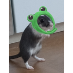 Robux Check kk